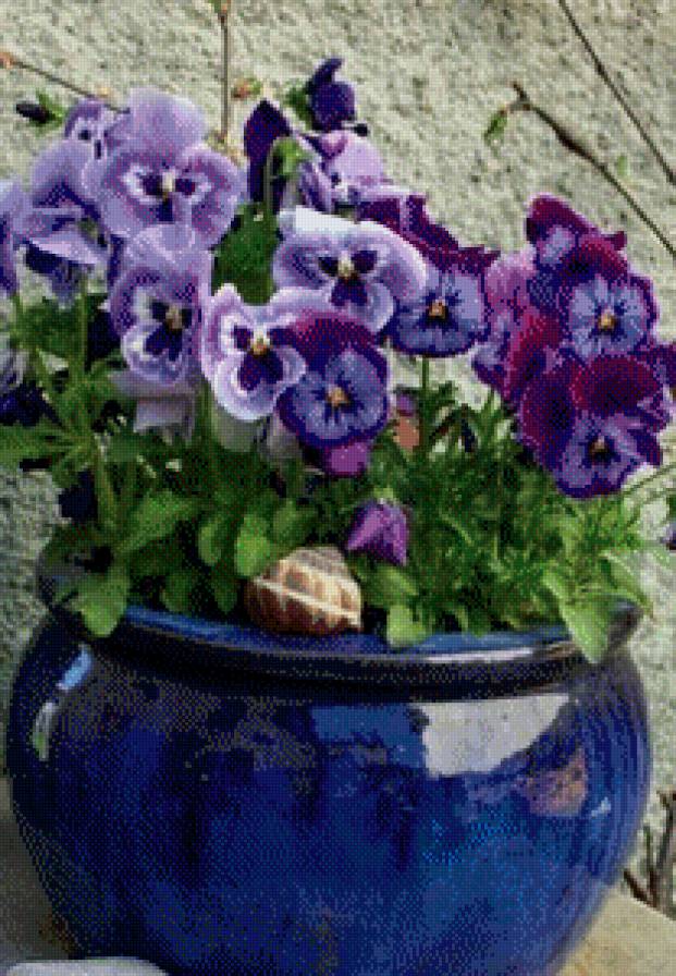 №617494 - виолы, цветы - предпросмотр