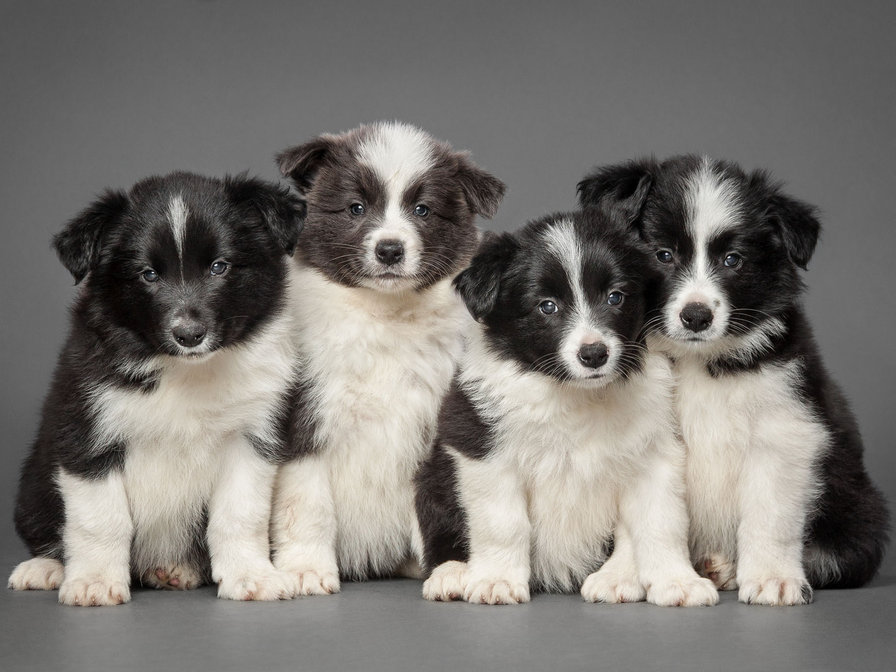 щенки - собаки, животные, щенки - оригинал