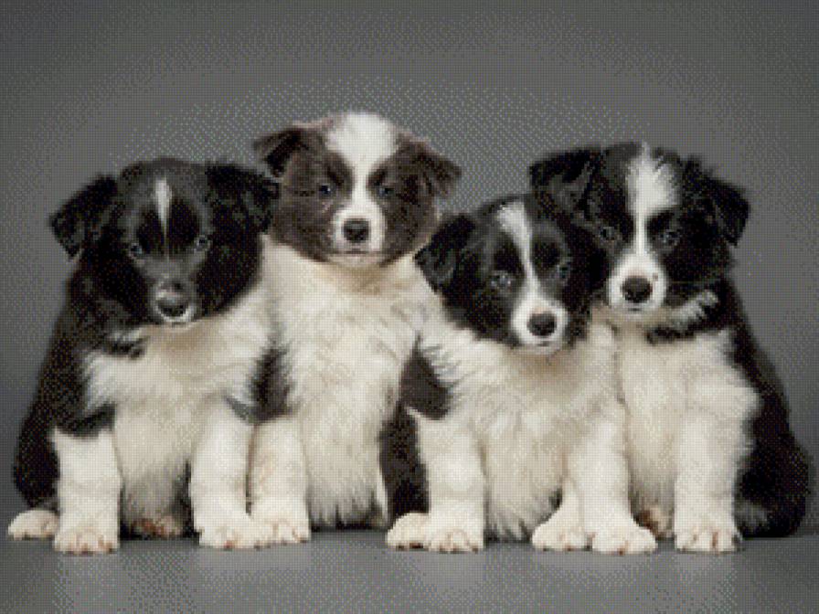 щенки - животные, щенки, собаки - предпросмотр