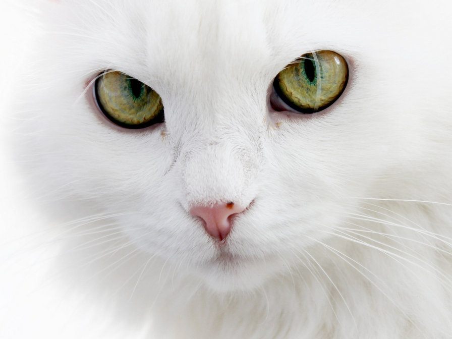 кошкина мордашка - кошка, животные, кошки - оригинал