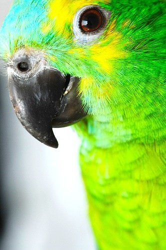 Ara - оригинал