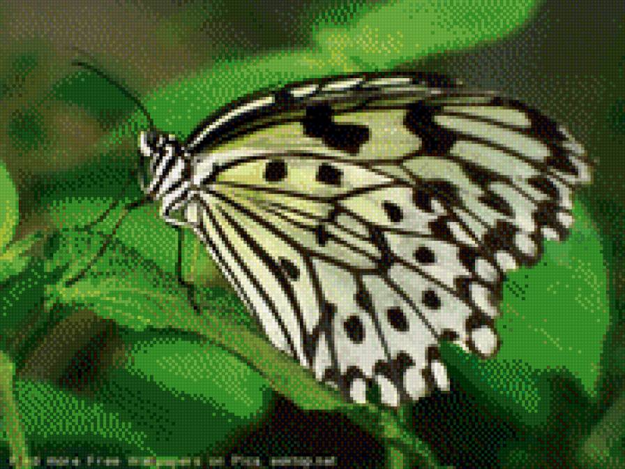 №618102 - природа, животные, легкость - предпросмотр