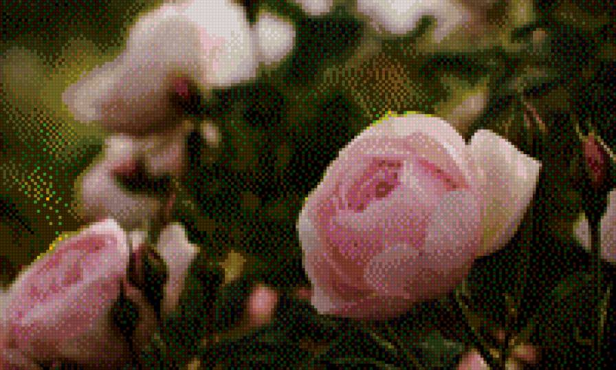 дикие розы - розы, растения - предпросмотр