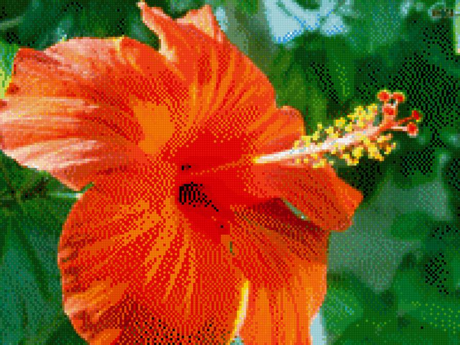 гибискус - цветы, лето - предпросмотр