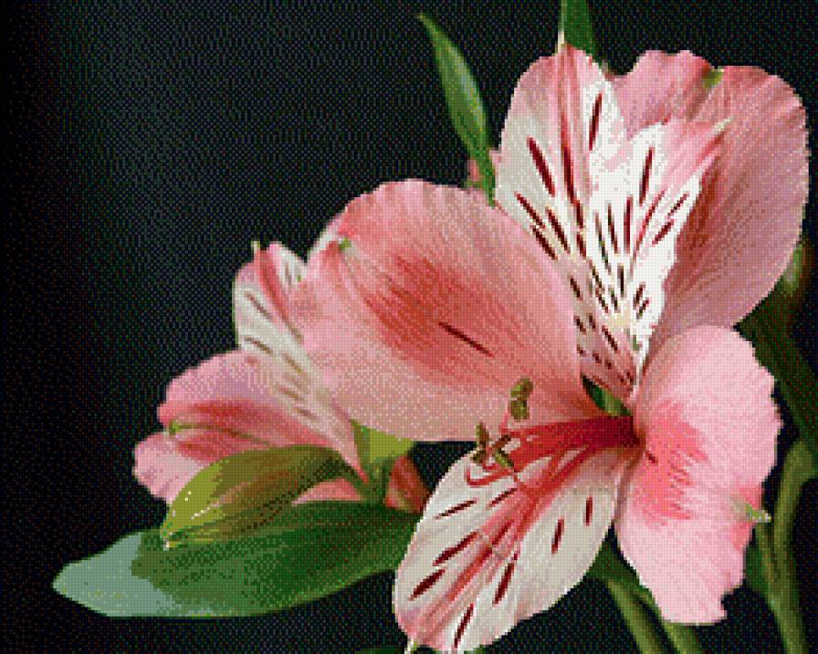 лилии - лилии, цветы - предпросмотр