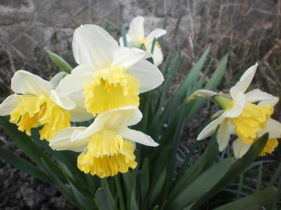 НАРЦИСИ - квіти - оригинал