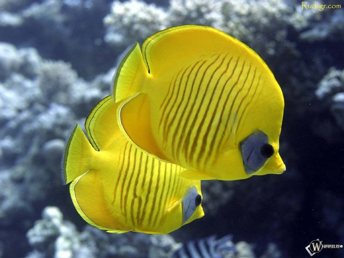 рыбки 2 - оригинал