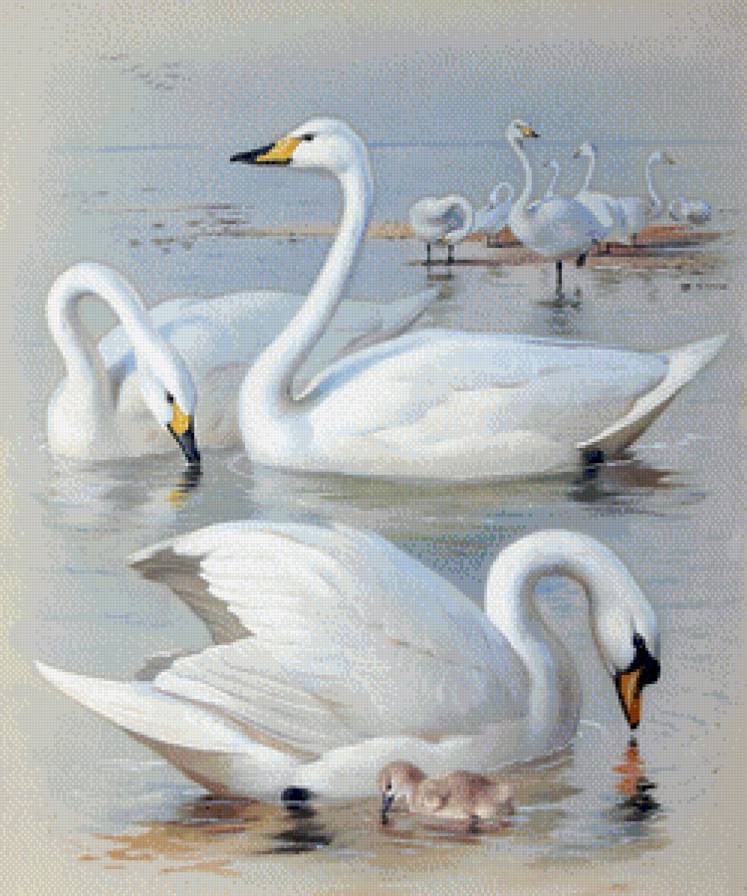 Белые лебеди - арчибальд торбен, птицы, живопись, лебеди - предпросмотр