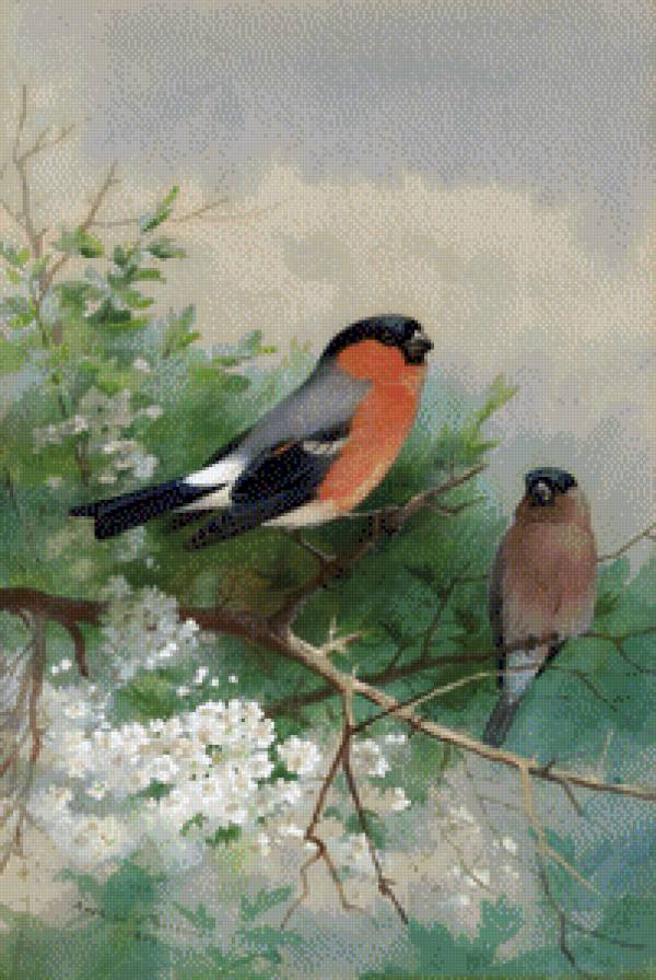 Снегири - снегири, живопись, птицы, арчибальд торбен - предпросмотр