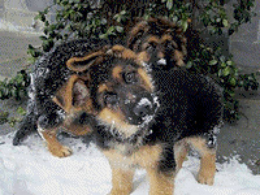 Щенки - овчарка, щенки - предпросмотр