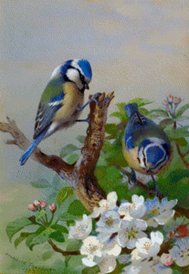 птицы и вишня - арчибальд торбен, цветущая вишня, живопись, птицы - предпросмотр