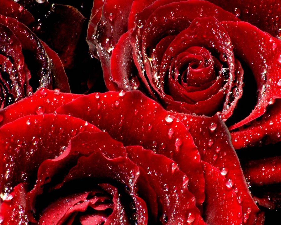 роза2 - роза - оригинал