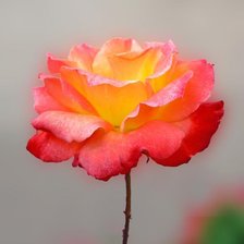 Схема вышивки «Роза»