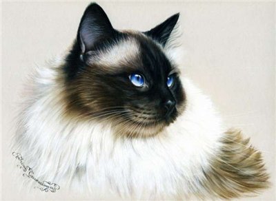 серия "Кошки" 16 - природа. животные. кошка - оригинал