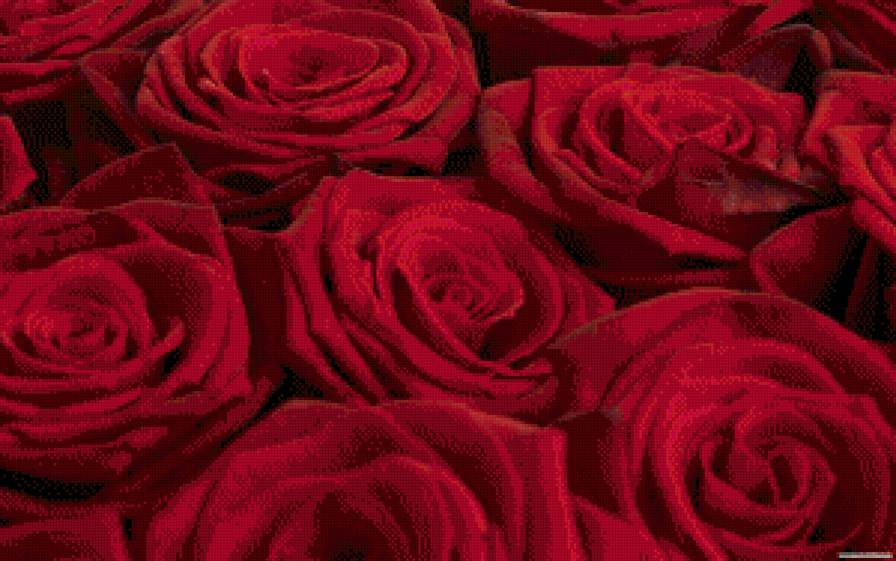 розы1 - розы - предпросмотр