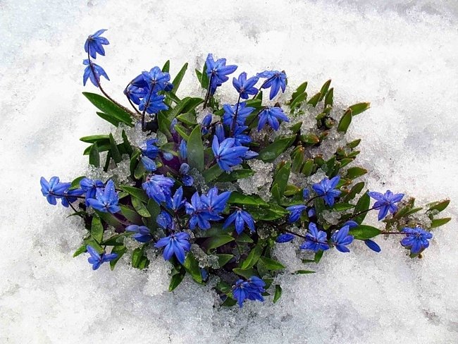 Цветочки на снегу - красота, снег, цветы - оригинал
