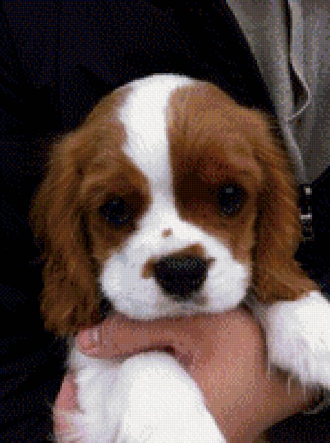 Щенок - щенок - предпросмотр