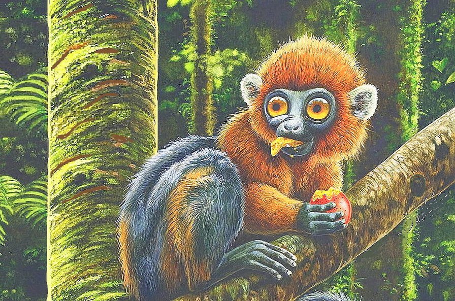 Забавный лемур - лемур, животные - оригинал