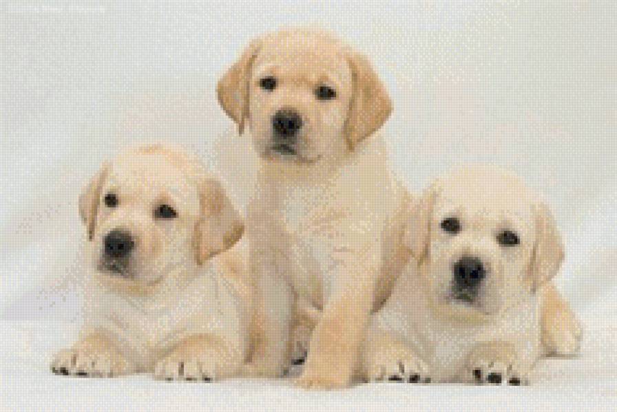 щенки - животные, собаки, щенки - предпросмотр