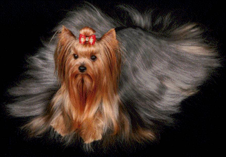 собачка - животные, картина, собака - предпросмотр