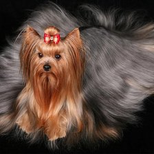 Схема вышивки «собачка»