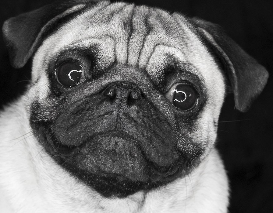 Мопсик - красота, собачка, щенок, животные, картинка - оригинал