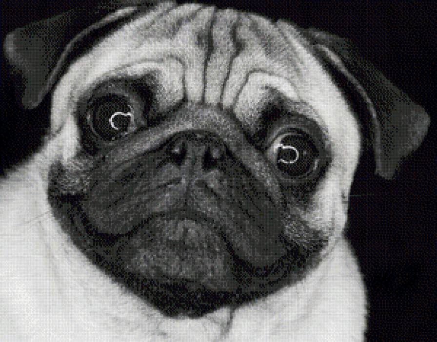 Мопсик - красота, собачка, животные, картинка, щенок - предпросмотр