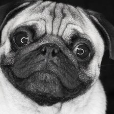 Схема вышивки «Мопсик»