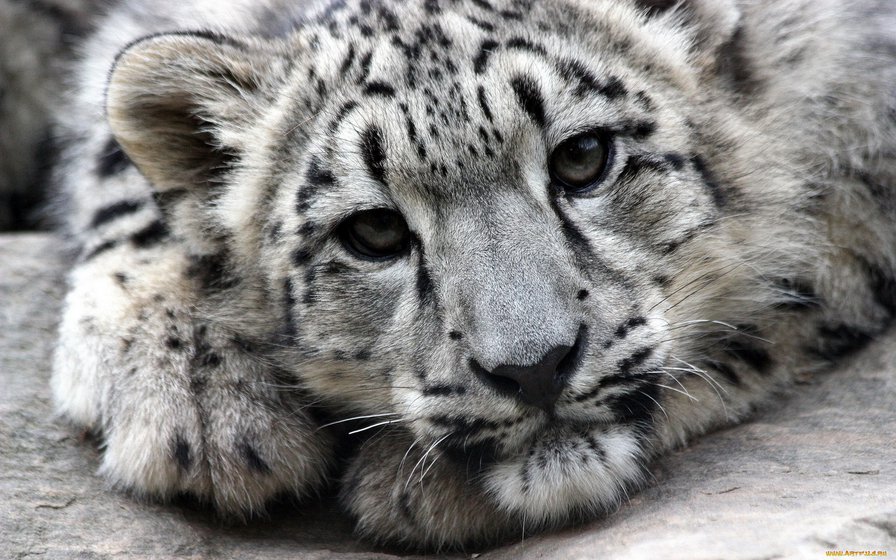 Снежный барс - картина, большие кошки, барс, природа, хищник, животные - оригинал