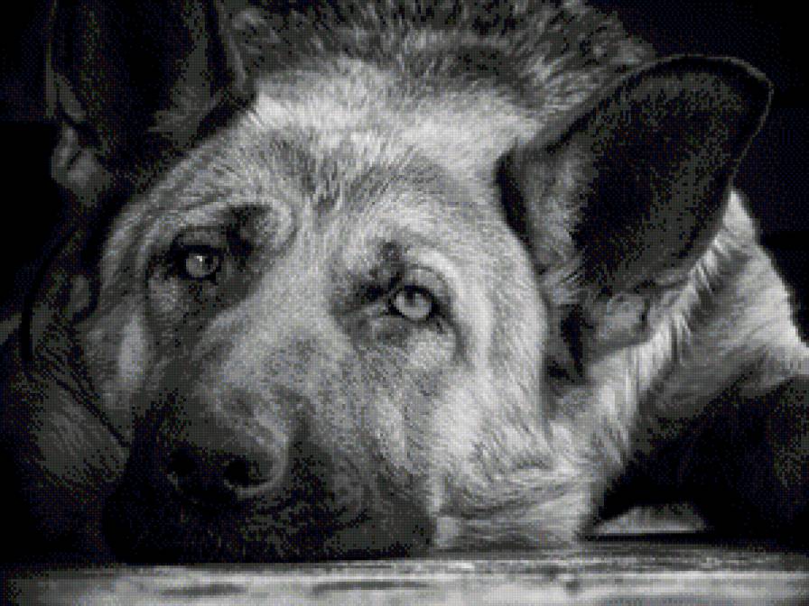 собачка - красота, картинка, щенок, животные, собачка - предпросмотр