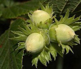 Лесной орех - орехи - оригинал