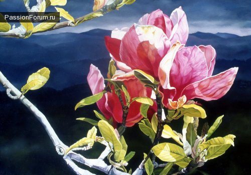 яблоневый цвет - цветы - оригинал