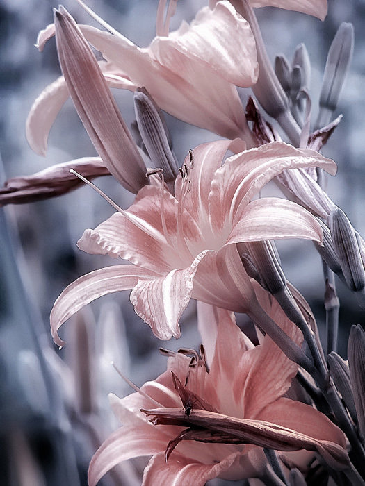 лилии - цветы - оригинал