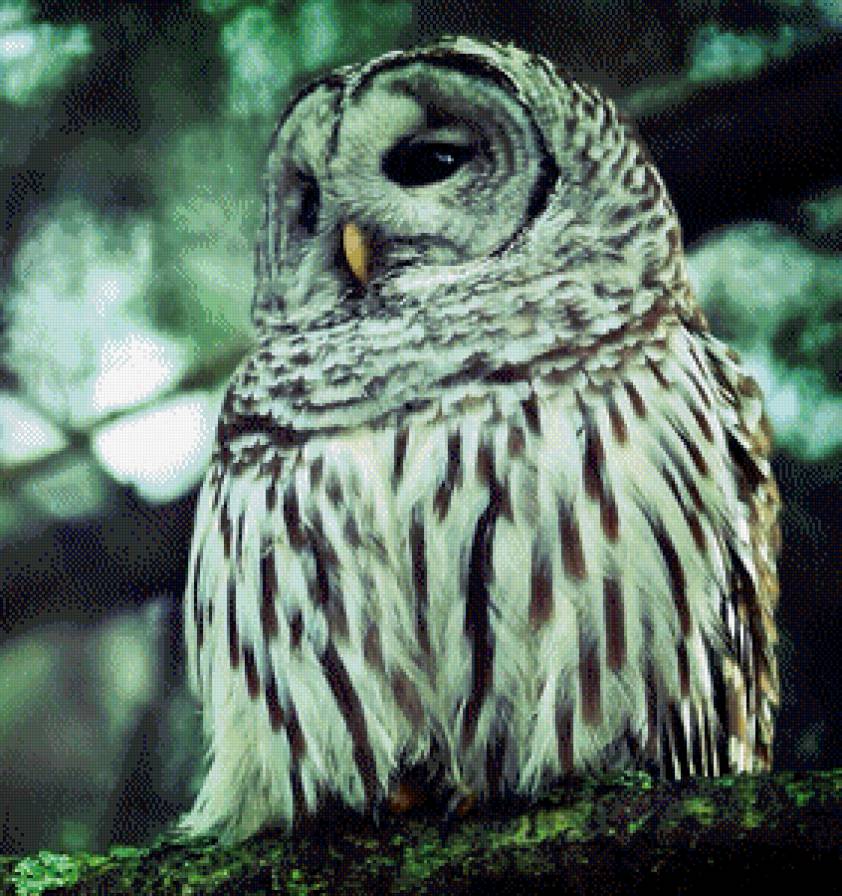 №619961 - сова, птица - предпросмотр