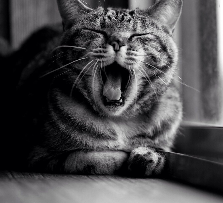 №619964 - кошка - оригинал