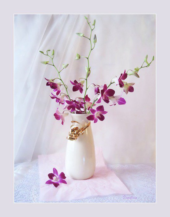 орхидеи - цветы.орхидеи - оригинал