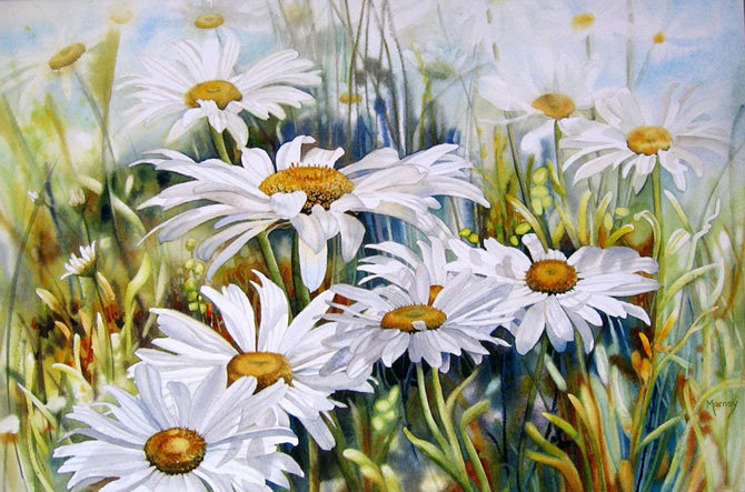 ромашки - цветы - оригинал