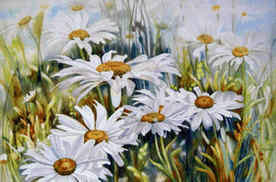 ромашки - цветы - предпросмотр