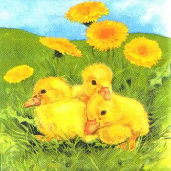 цыплята - одуванчики, цыплята, птицы, весна - оригинал