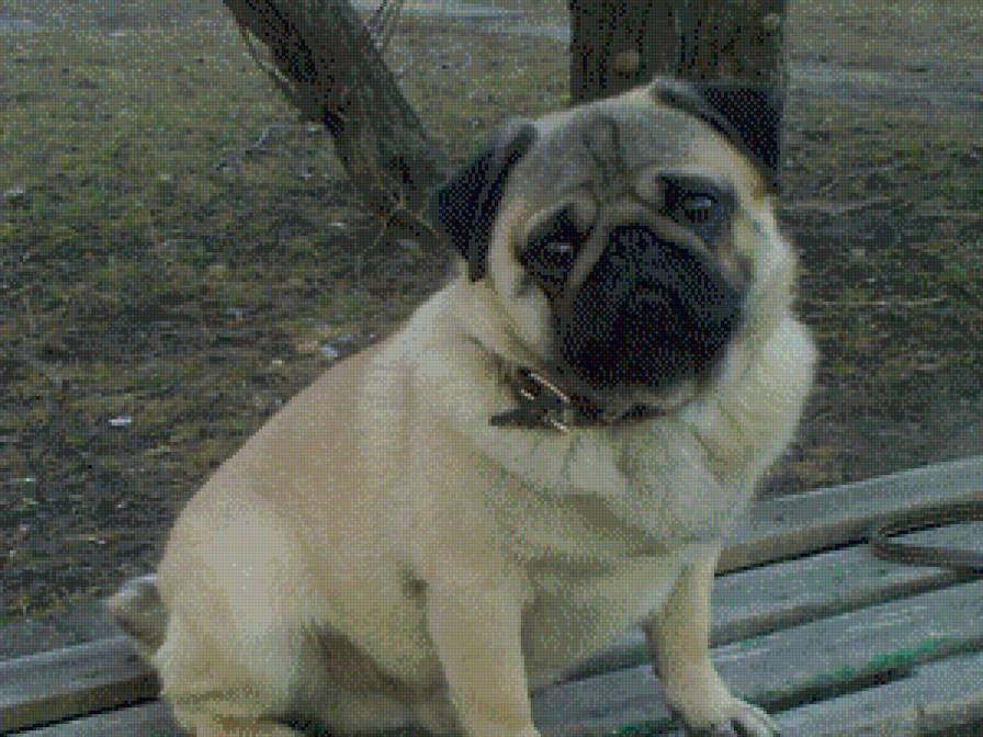 Мопс - мопс, животные, собака - предпросмотр