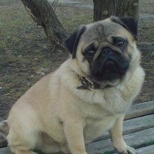 Схема вышивки «Мопс»