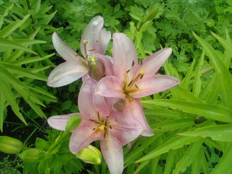 лилии - цветы, лилии - оригинал