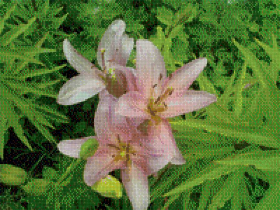 лилии - лилии, цветы - предпросмотр