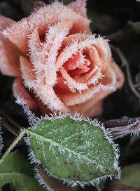 роза в инеи - оригинал