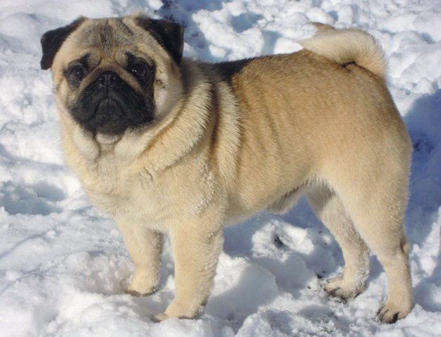 Тессер Бонфанк Вагнер. - мопс, собака, животные - оригинал