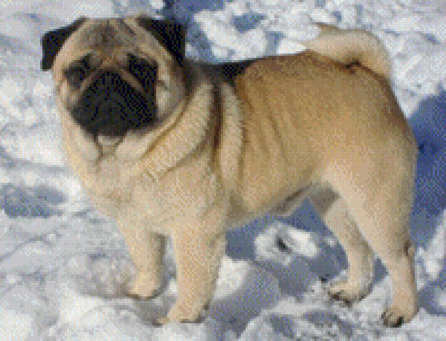 Тессер Бонфанк Вагнер. - собака, мопс, животные - предпросмотр