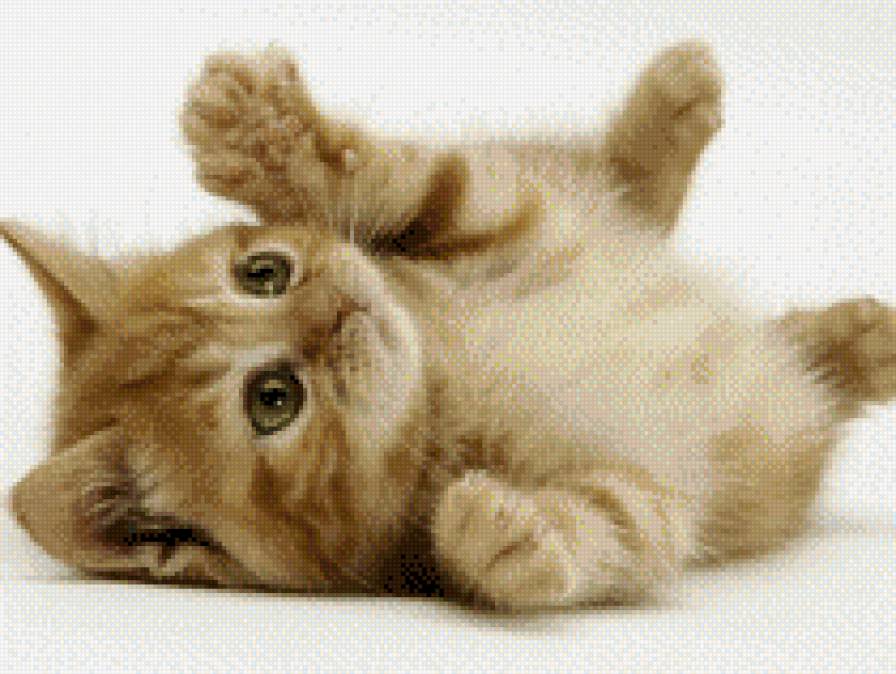 рыжий котенок - котенок - предпросмотр