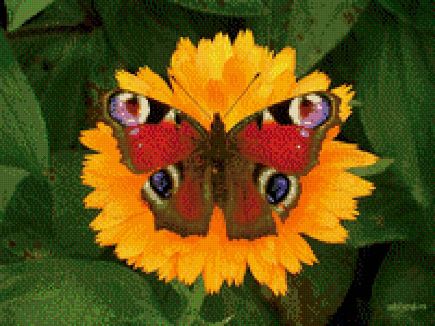 на одуванчике - одуванчик, цветок, природа, бабочка - предпросмотр