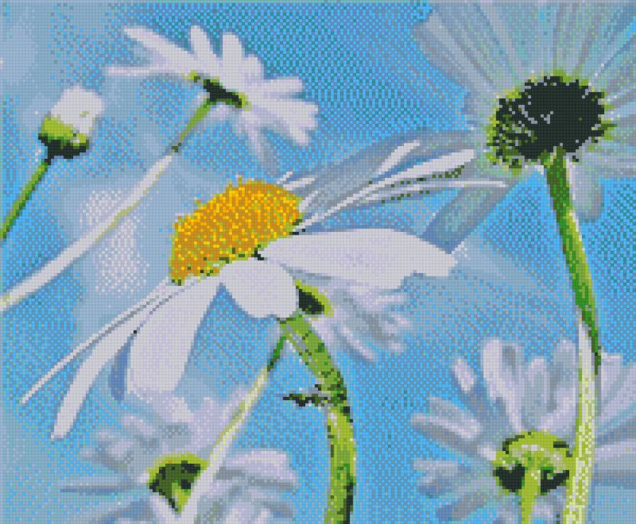 к солнышку - цветы, природа, ромашки - предпросмотр