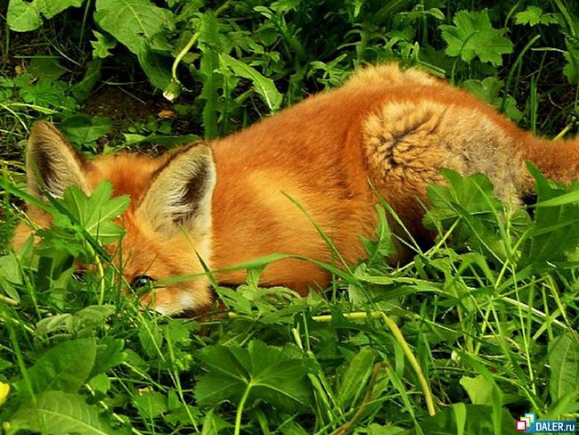 прятки - животные, лиса, трава, природа - оригинал